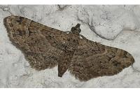 Gymnoscelis rufifasciata