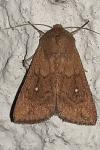Mythimna albipuncta