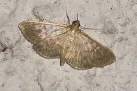 Patania ruralis