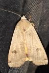 Noctua pronuba