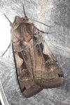 Xestia c-nigrum