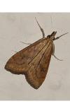 Udea ferrugalis