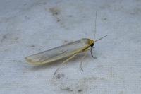 Eilema caniola