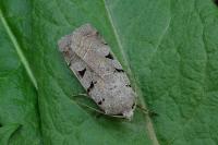 Eugnorisma glareosa