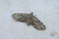 Eupithecia ericeata