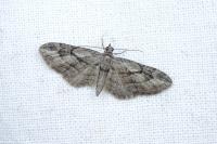 Eupithecia ericeata