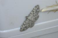 Eupithecia semigraphata