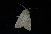 Hoplodrina ambigua
