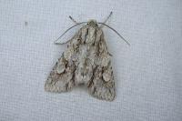 Meganephria bimaculosa