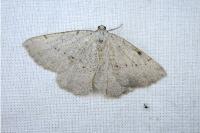 Odontognophos dumetata