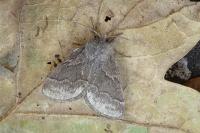 Trichiura crataegi