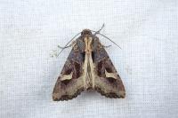 Trigonophora flammea