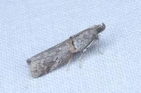 Acrobasis bithynella