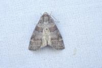 Cymatophorina diluta