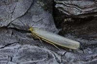 Eilema caniola