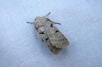 Eugnorisma glareosa