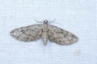 Eupithecia ericeata