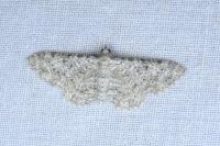 Eupithecia semigraphata