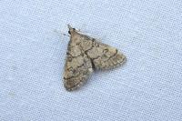 Metasia cuencalis bourgognei