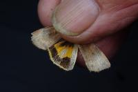 Noctua janthe