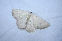 Odontognophos dumetata