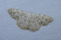 Scopula submutata roseonitens