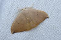 Watsonalla uncinula