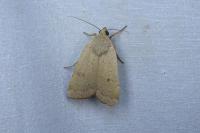 Xestia castanea
