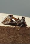 Chrysodeixis chalcites