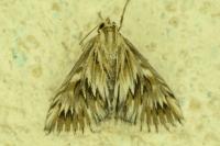 Cynaeda dentalis