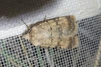 Chersotis fimbriola