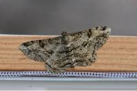 Peribatodes rhomboidaria rhomboidaria