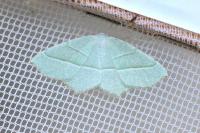 Campaea margaritaria