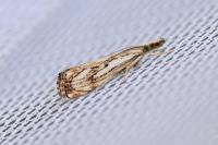 Catoptria falsella