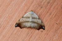 Laspeyria flexula