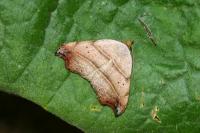 Laspeyria flexula