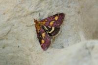 Pyrausta purpuralis