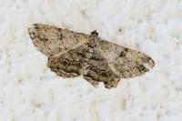 Peribatodes rhomboidaria rhomboidaria
