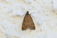 Pyrausta despicata