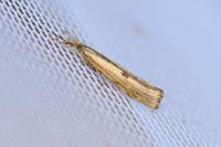 Agriphila inquinatella