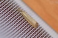 Agriphila straminella