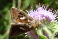 Autographa gamma
