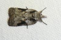 Nycteola columbana