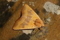 Atethmia centrago