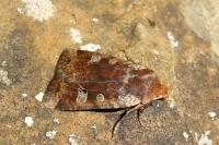 Conistra erythrocephala