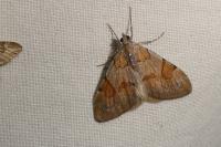 Pennithera firmata firmata
