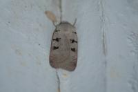 Eugnorisma glareosa