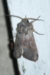 Aporophyla lueneburgensis