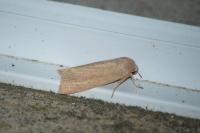 Rhizedra lutosa