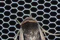 Ochropleura leucogaster